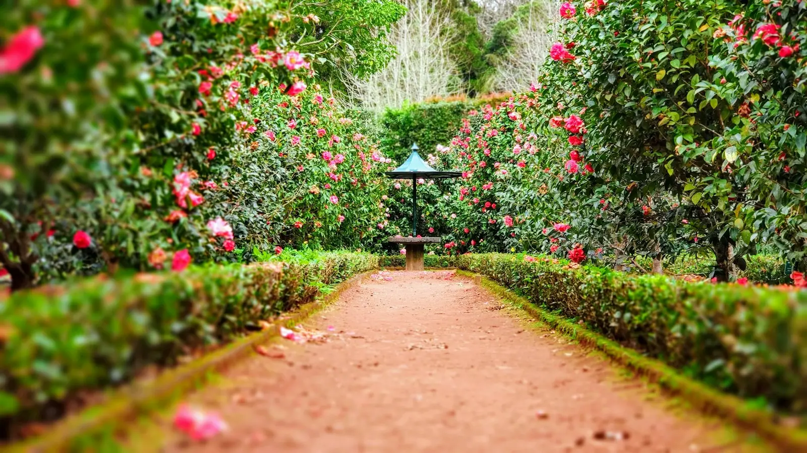 Trimmed hedges along a path (stock placeholder)